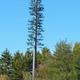 Illustration for article titled How To Hide a Cell Tower